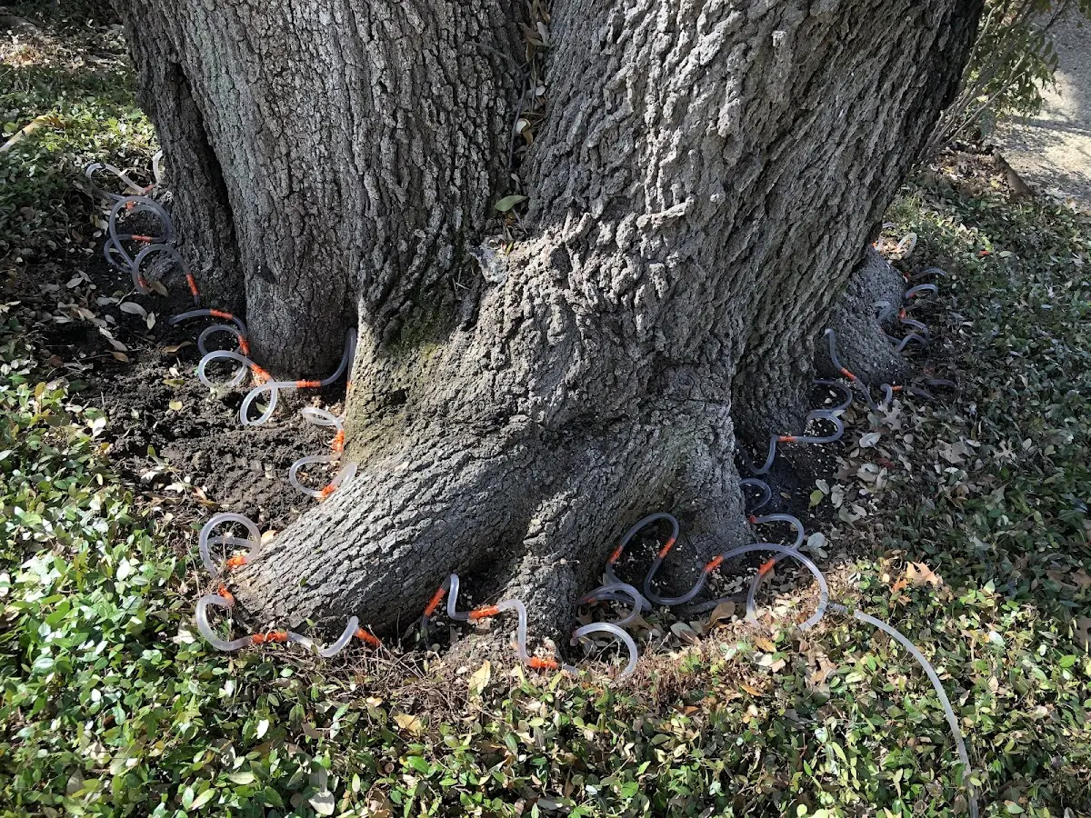 Detailed Tree Cabling and Bracing job site in New Harbor