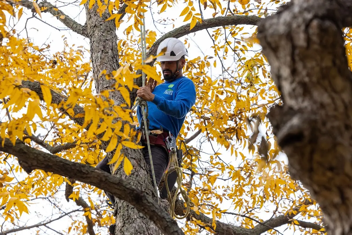 Skilled Storm Damage Cleanup crew working in New Harbor